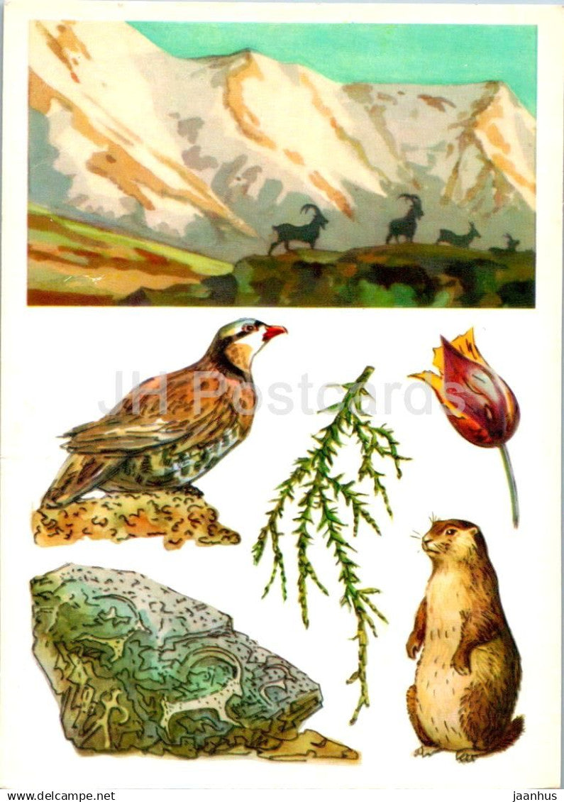 USSR Nature reserves - Chatkalskiy State Nature Reserve - rock partridge - Menzbier's marmot 1977 - Russia USSR - unused - JH Postcards