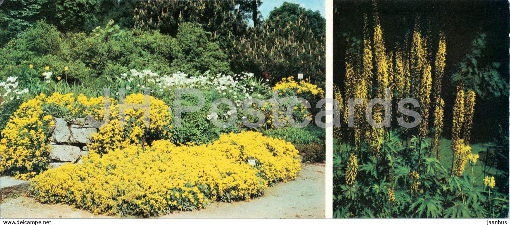 Riga - Rock garden with alyssum and anemones - botanical garden - flowers - 1986 - Latvia - USSR - unused - JH Postcards