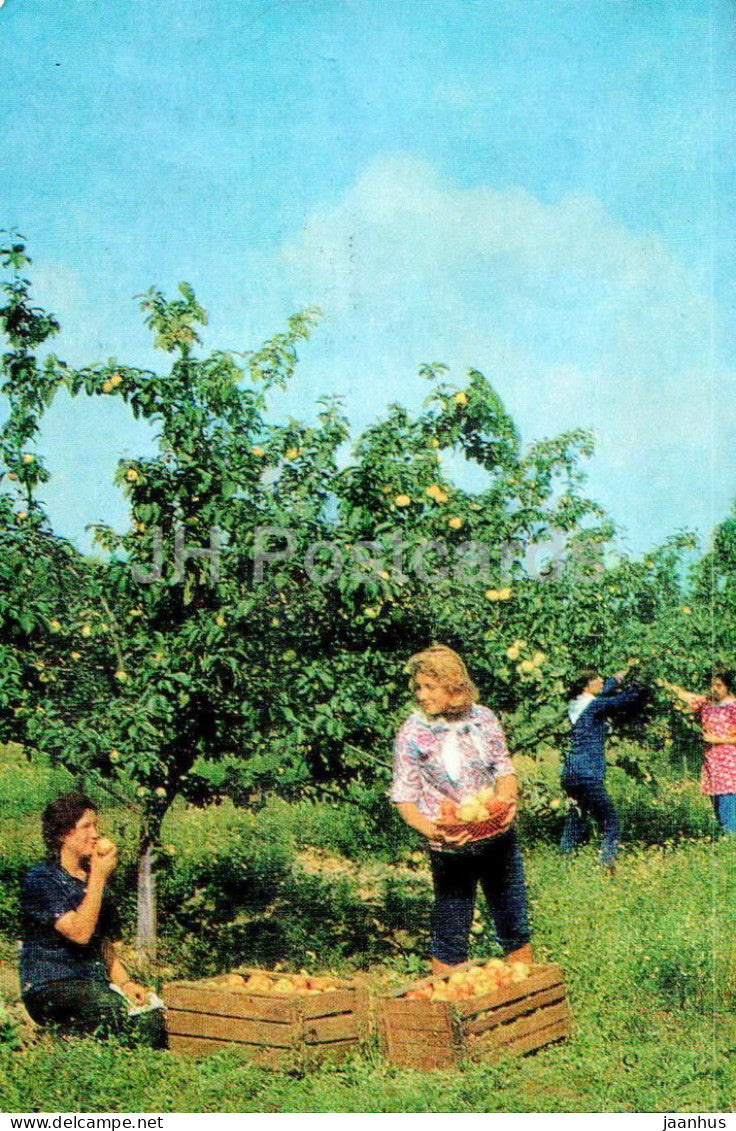 Kashira - state farm gardens Novoselki - Sovkhoz - apple harvest - Turist - 1976 - Russia USSR - unused - JH Postcards