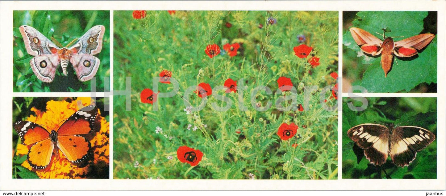 Kyzylkum Nature Reserve - Butterfly - Saturniidae - Plain Tiger - Sphingidae - Brintesia 1988 - USSR Uzbekistan - unused - JH Postcards