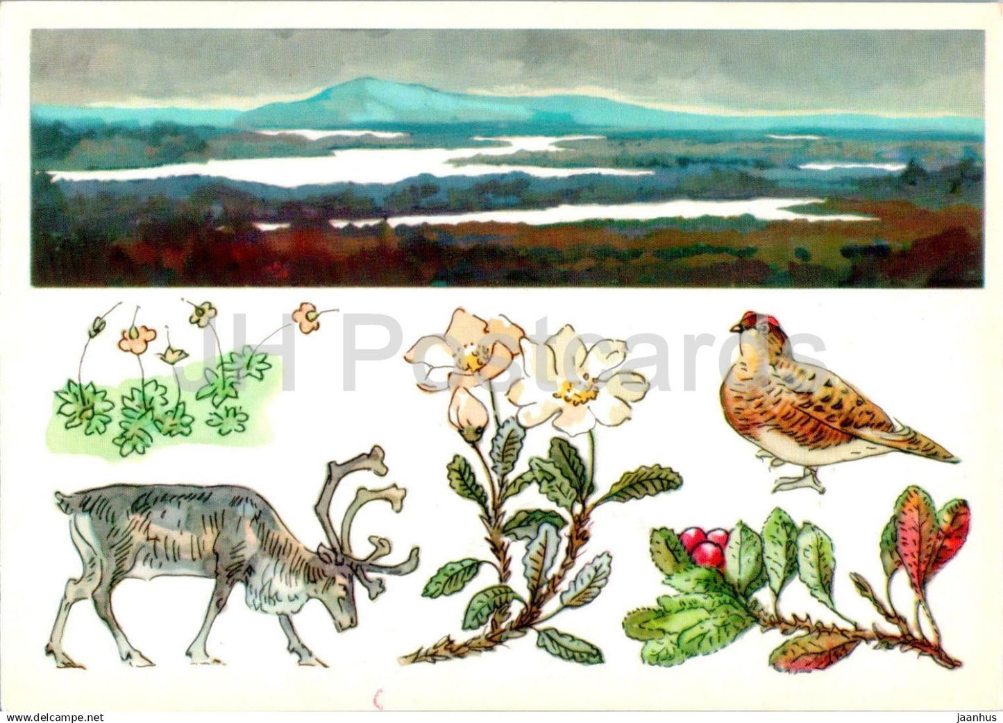 USSR Nature reserves - Lapland Nature Reserve - reindeer - Willow ptarmigan - 1977 - Russia USSR - unused - JH Postcards