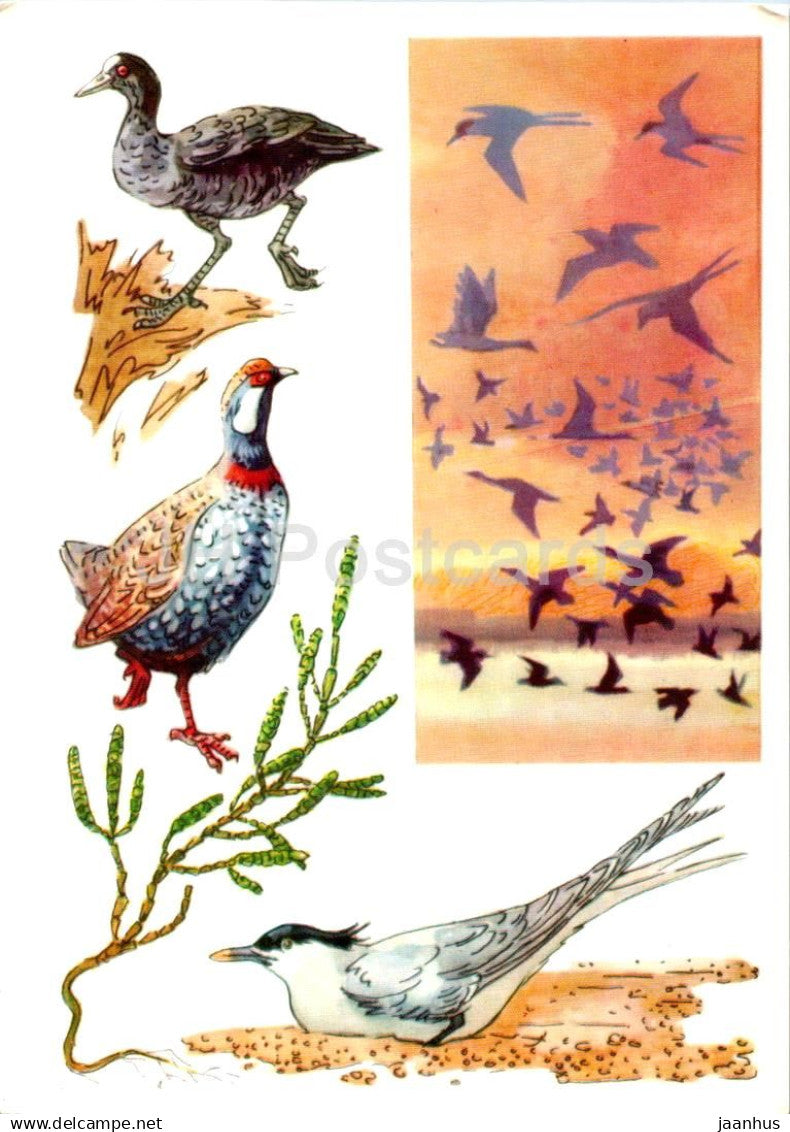 USSR Nature reserves - Hazar State Nature Reserve - Sandwich tern - Eurasian coot - 1977 - Russia USSR - unused - JH Postcards