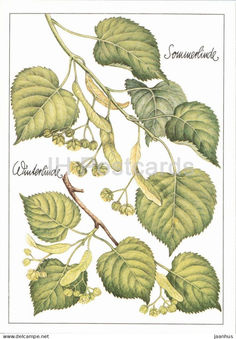 Large leaved linden - Small leaved linden - Tilia medicinal plant botanical illustration 1980s - Germany - DDR - unused - JH Postcards