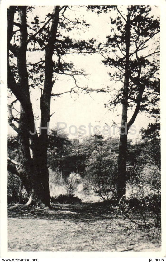 Groeten uit Dennendal - Nunspeet - Greetings from Dennendal - forest - tree - old postcard - Netherlands - unused - JH Postcards