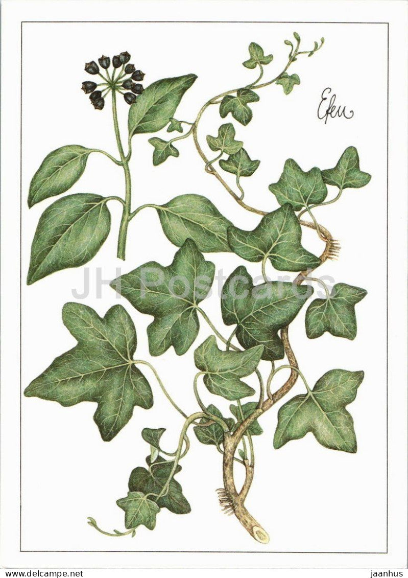 Ivy - Hedera helix - medicinal plant botanical illustration - 1980s - Germany - DDR - unused - JH Postcards