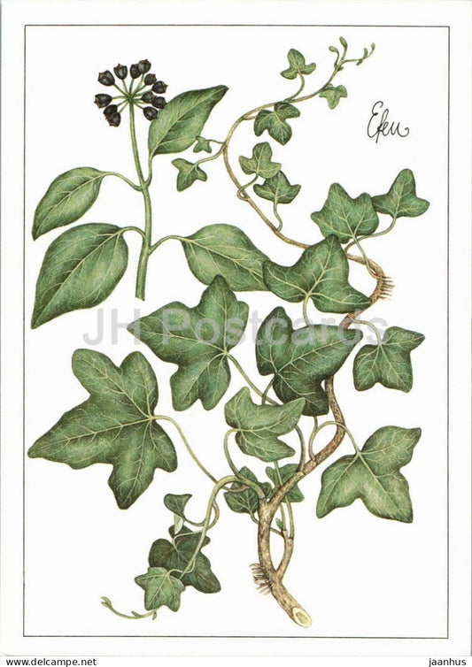 Ivy - Hedera helix - medicinal plant botanical illustration - 1980s - Germany - DDR - unused - JH Postcards