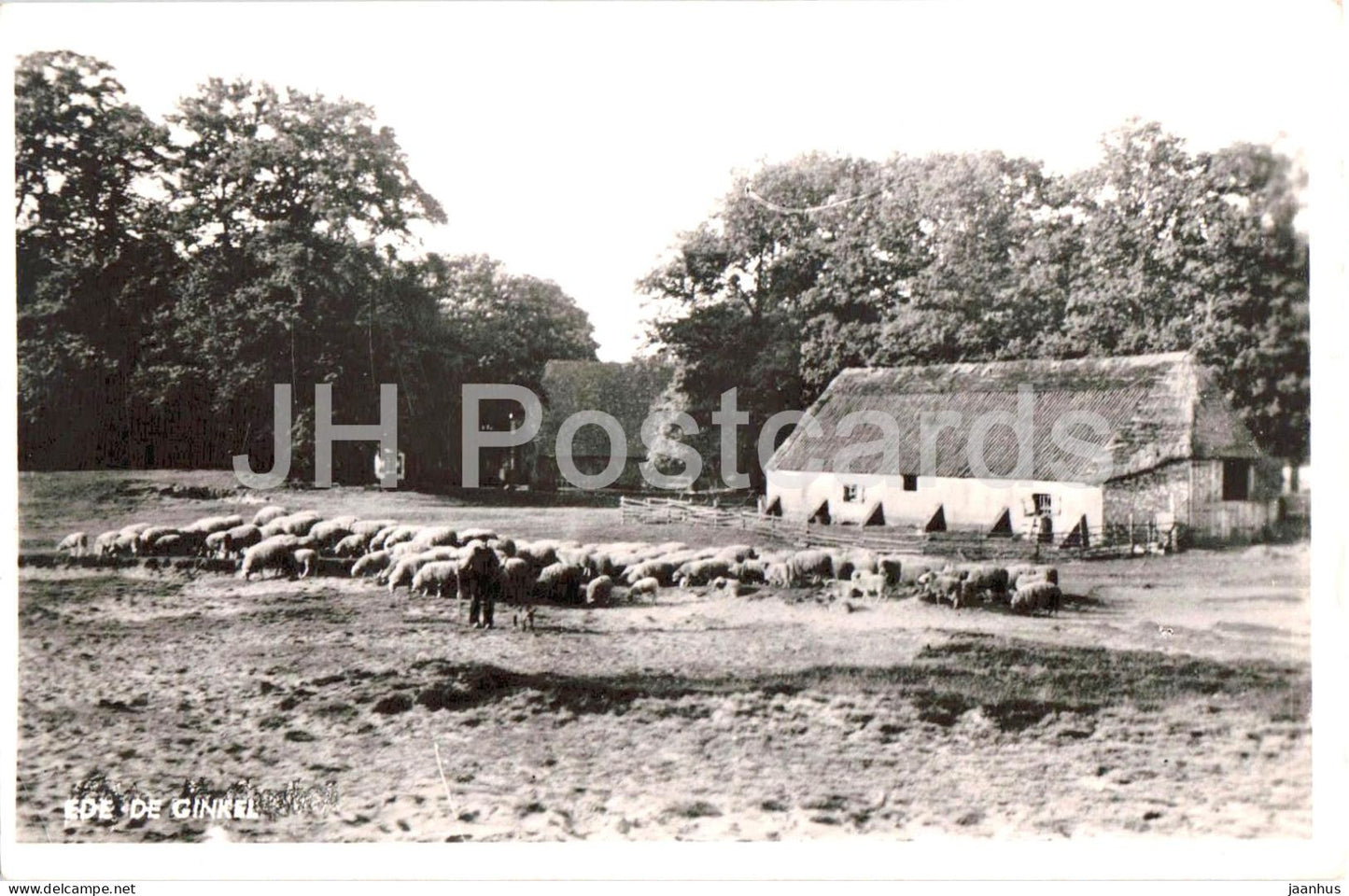 Ede - De Ginkel - sheep - animals - farmhouse - rural view - old postcard - 1953 - Netherlands - used - JH Postcards
