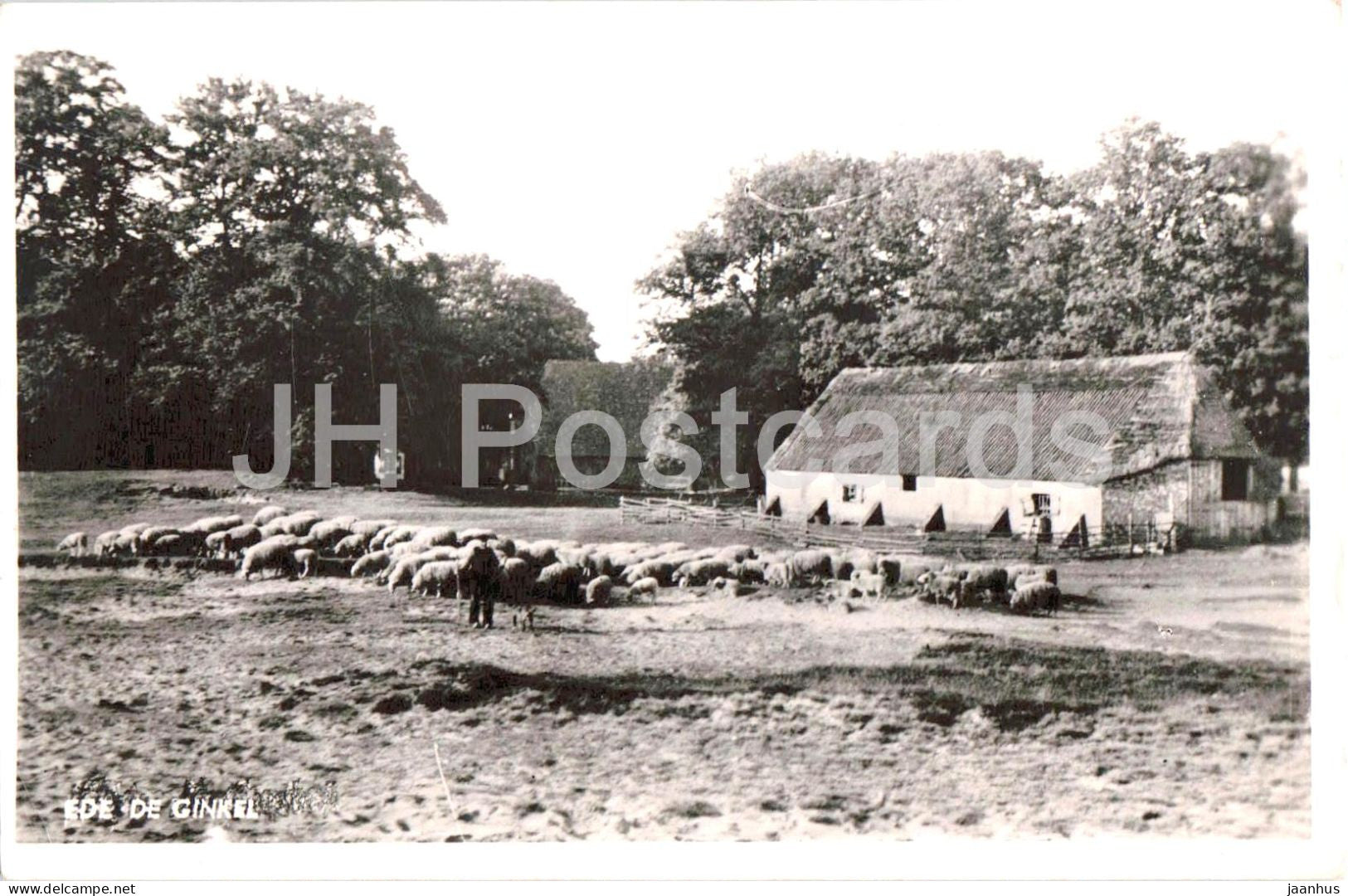 Ede - De Ginkel - sheep - animals - farmhouse - rural view - old postcard - 1953 - Netherlands - used - JH Postcards