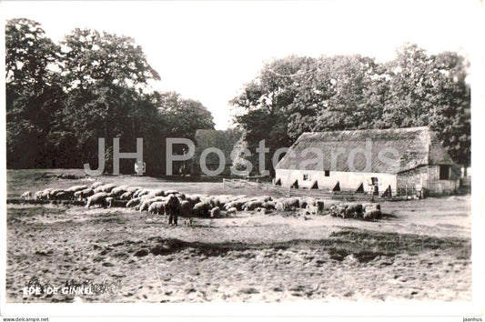 Ede - De Ginkel - sheep - animals - farmhouse - rural view - old postcard - 1953 - Netherlands - used - JH Postcards
