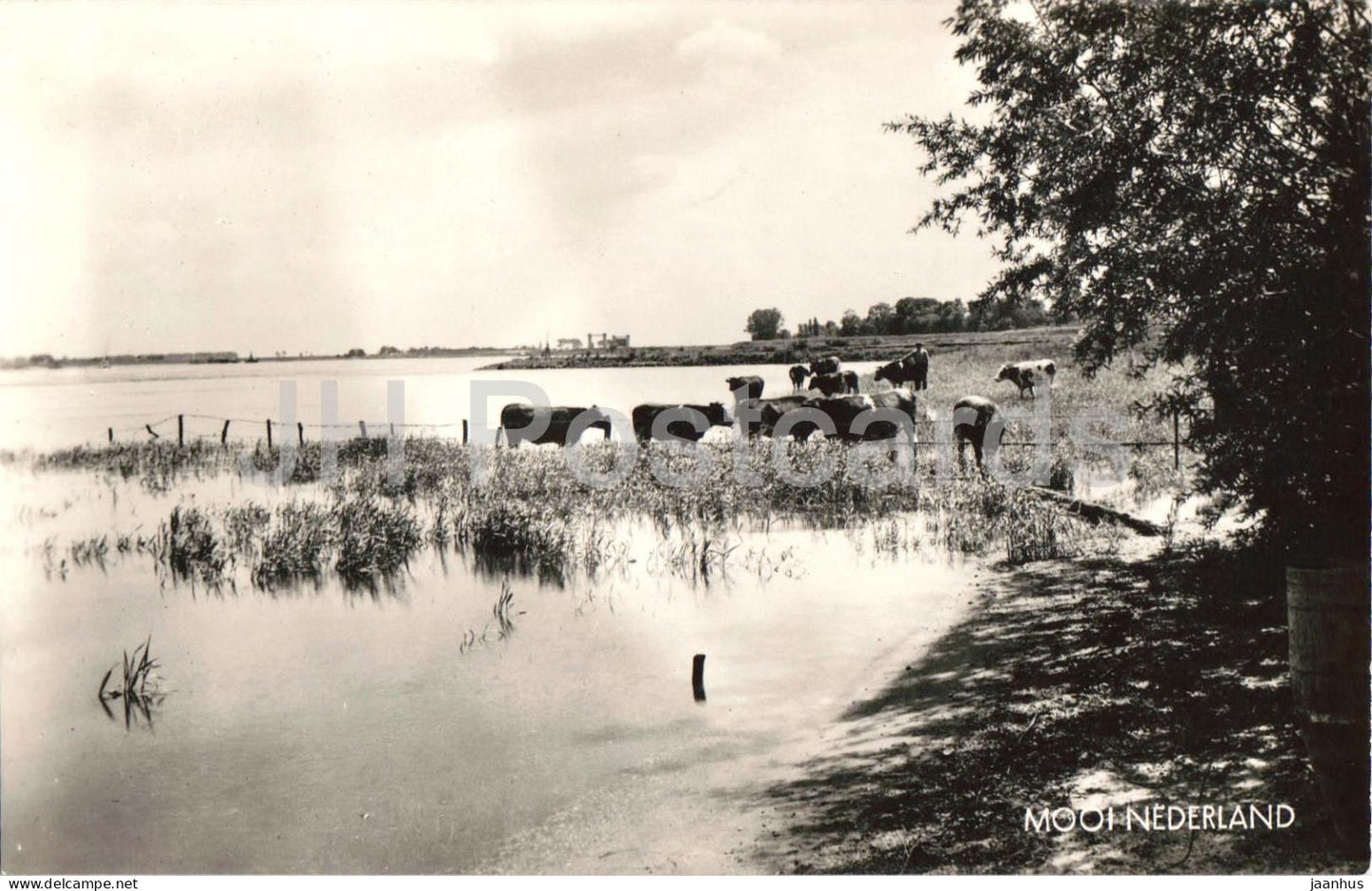 Mooi Nederland - Beautiful Netherlands - river landscape - cow - animals - 441 - old postcard - Netherlands - unused - JH Postcards