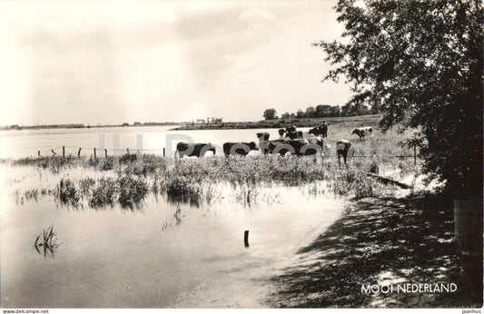 Mooi Nederland - Beautiful Netherlands - river landscape - cow - animals - 441 - old postcard - Netherlands - unused - JH Postcards