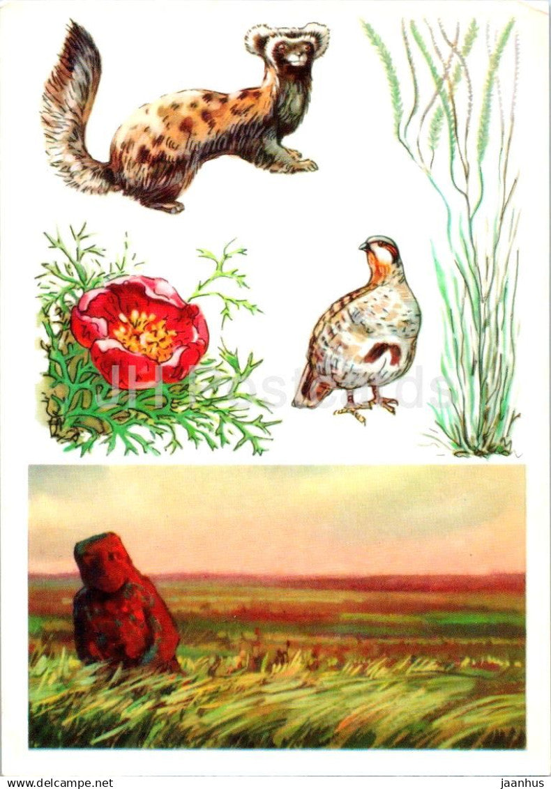 Réserves naturelles de l'URSS - Steppe de Khomutovskaya - furet - Perdrix grise - pivoine des steppes - 1977 - Russie URSS - non utilisé 