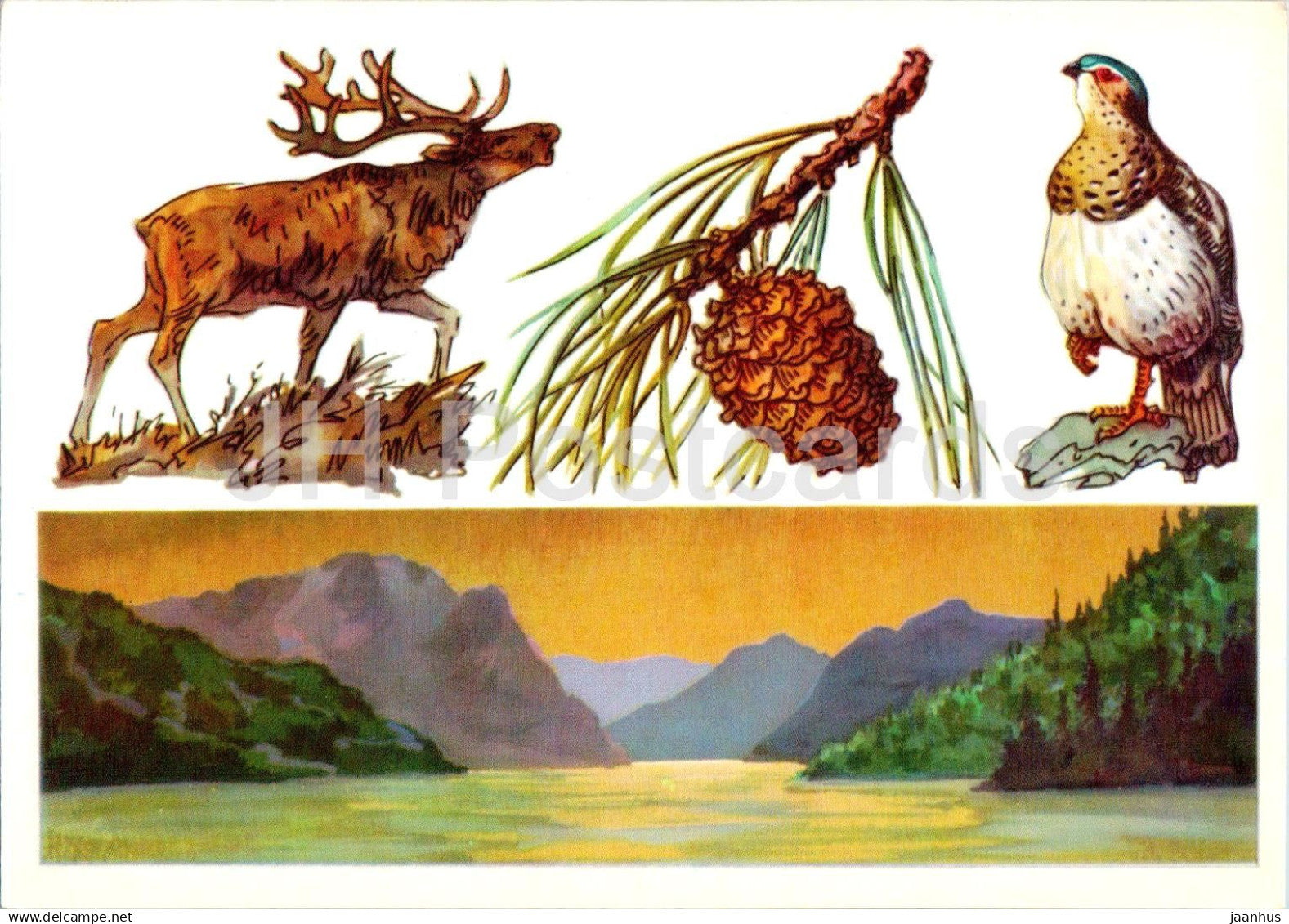 USSR Nature reserves - Altai Nature Reserve - Altai wapiti - Altai snowcock - 1977 - Russia USSR - unused - JH Postcards
