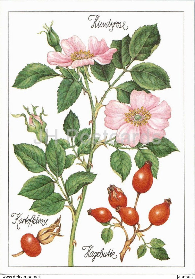 Dog rose - Rosa canina - medicinal plant botanical illustration - 1980s - Germany - DDR - unused - JH Postcards