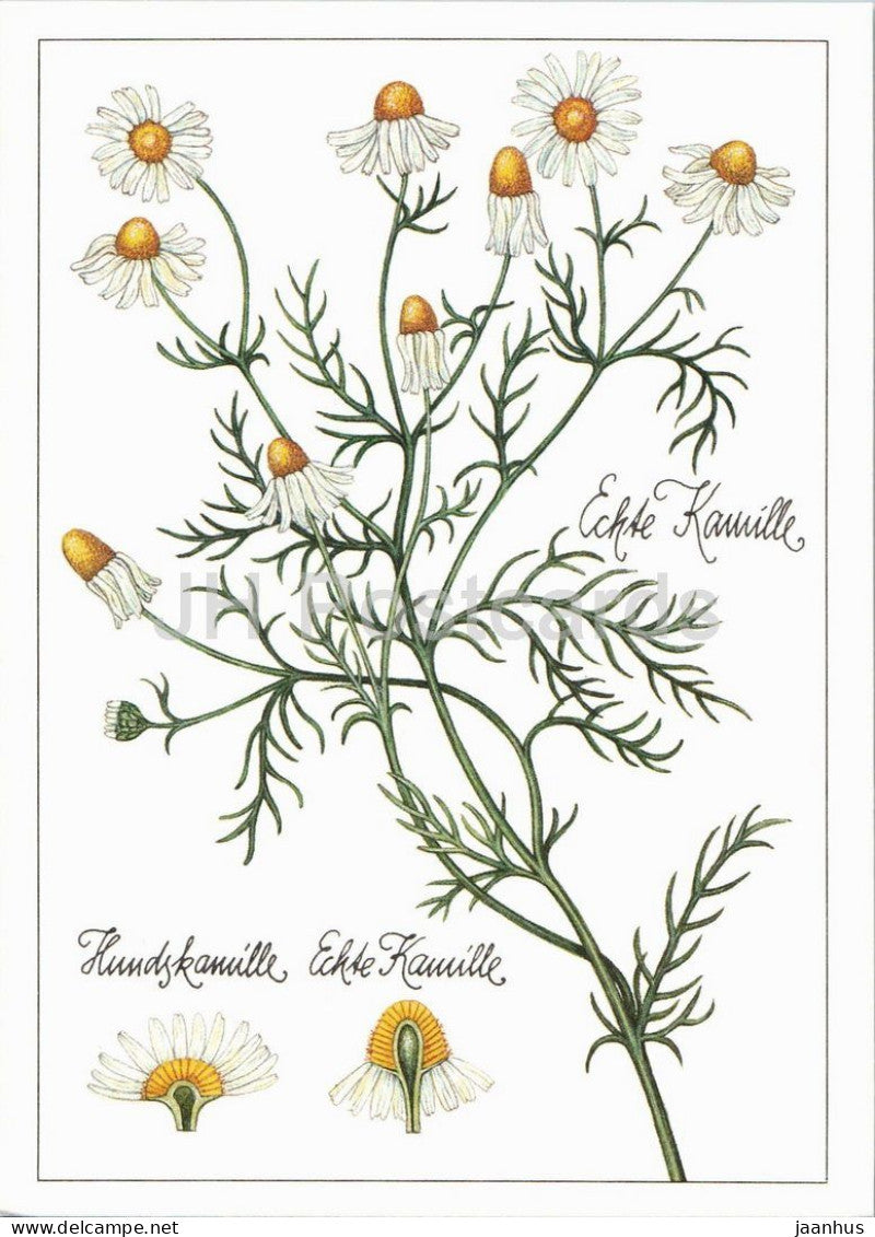 German chamomile - Matricaria chamomilla - medicinal plant botanical illustration - 1980s - Germany - DDR - unused - JH Postcards