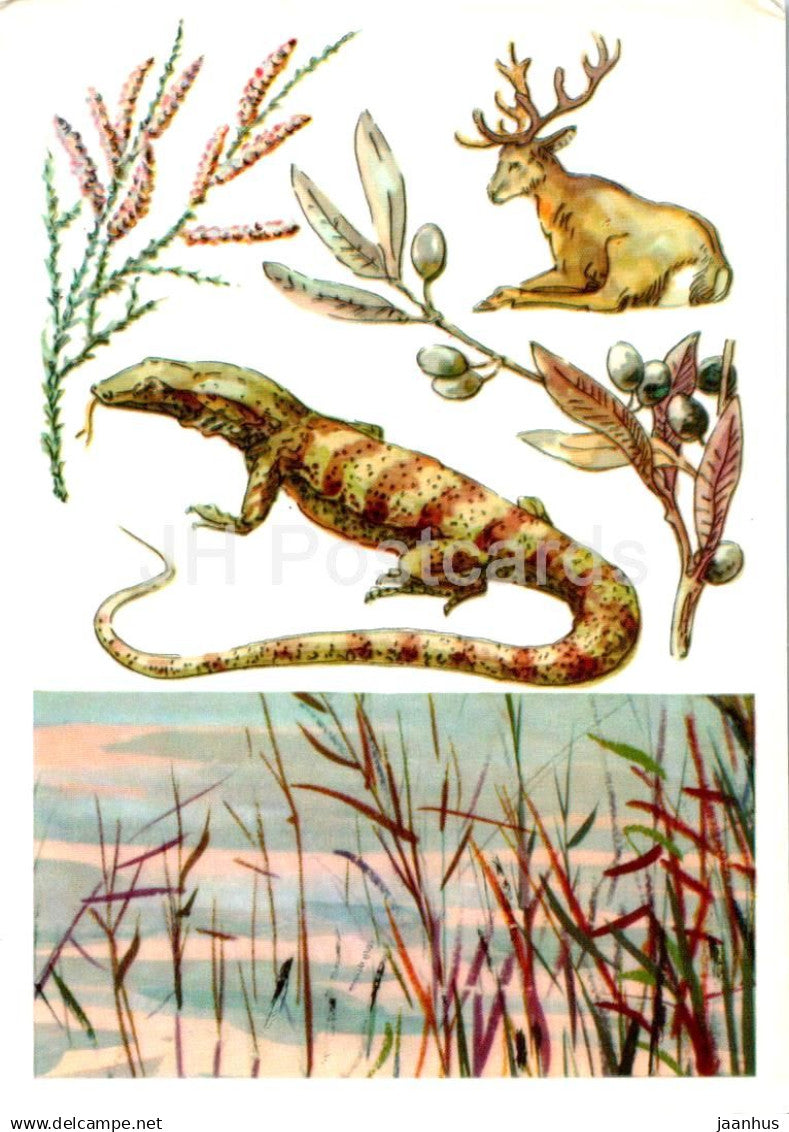 USSR Nature reserves - Tigrovaya Balka Nature Reserve - Bactrian deer - Desert monitor - 1977 - Russia USSR - unused - JH Postcards