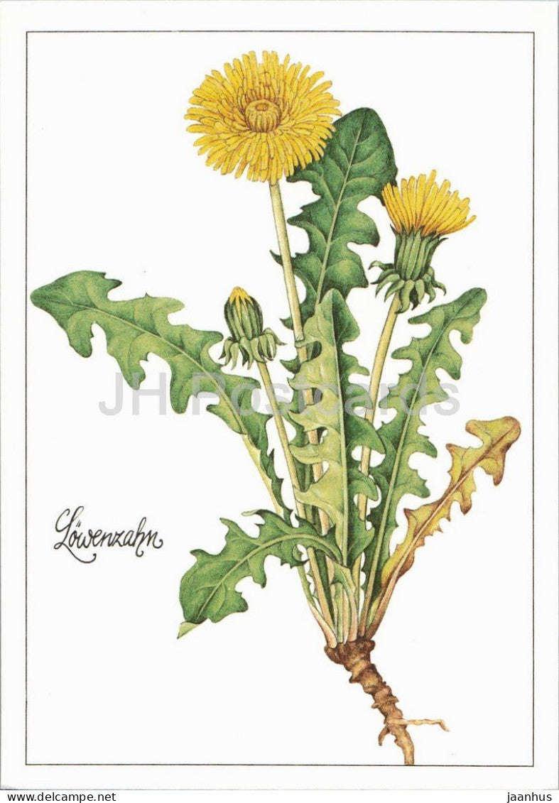 Dandelion - Taraxacum officinale - medicinal plant botanical illustration - 1980s - Germany - DDR - unused - JH Postcards