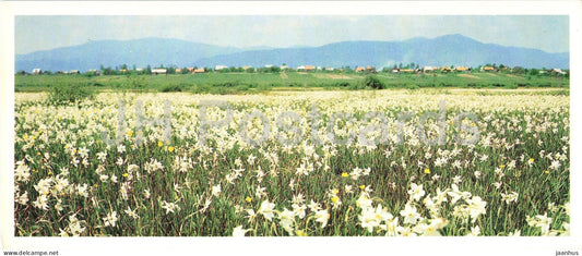 Narcissus Field near Khusta - flowers - Transcarpathia - Zakarpatie - 1983 - USSR Ukraine - unused - JH Postcards