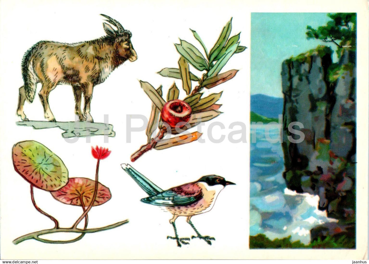 USSR Nature reserves - Lazovsky Nature Reserve - Long-tailed goral - Azure-winged magpie - 1977 - Russia USSR - unused - JH Postcards