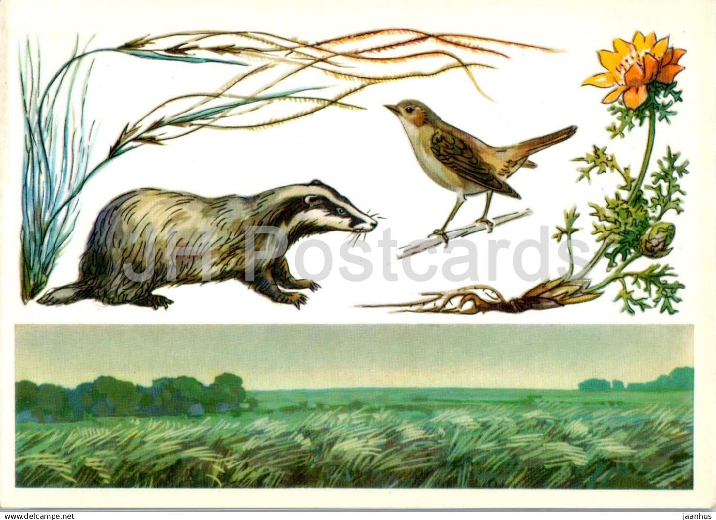 USSR Nature reserves - Central Black Earth Nature Reserve - badger - nightingale - birds - 1977 - Russia USSR - unused - JH Postcards