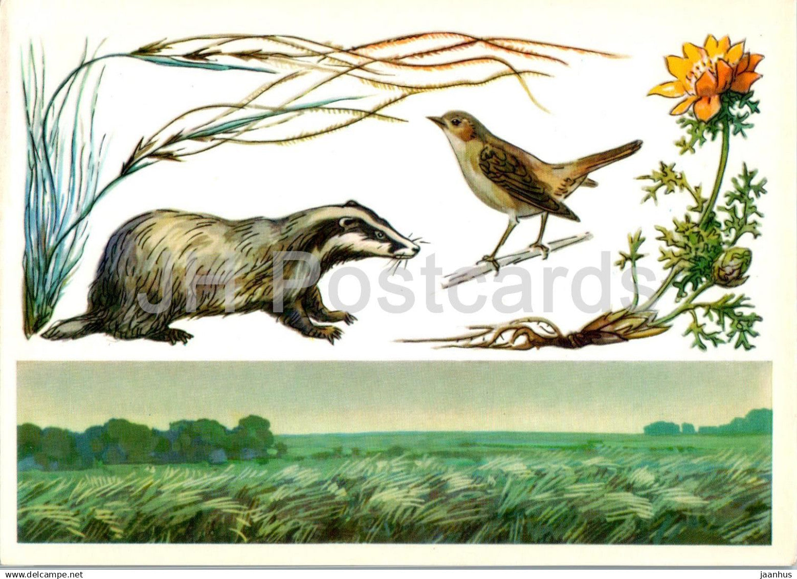 USSR Nature reserves - Central Black Earth Nature Reserve - badger - nightingale - birds - 1977 - Russia USSR - unused - JH Postcards