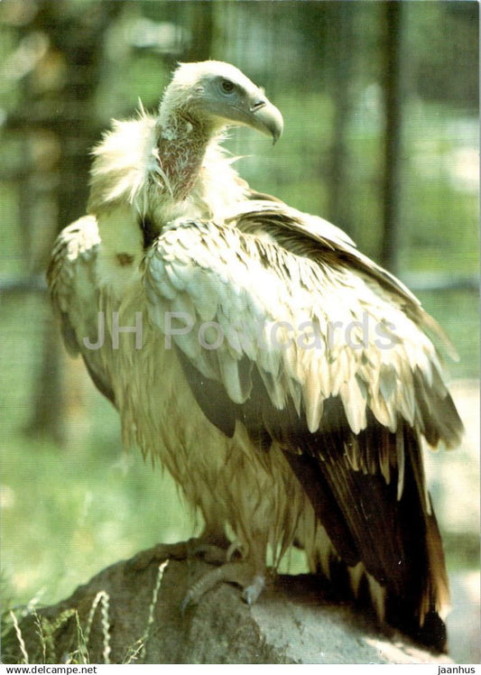 Eurasian griffon vulture - Gyps fulvus - birds - animals - Russia USSR - unused - JH Postcards