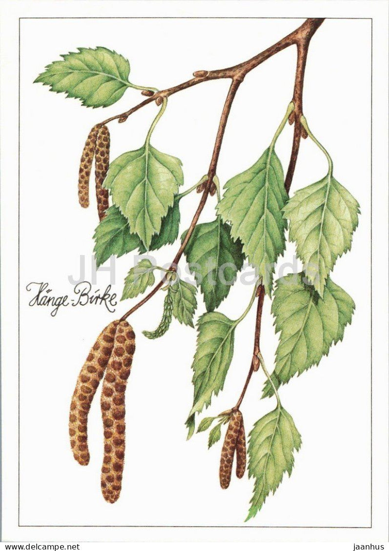 Silver birch - Betula pendula - medicinal plant botanical illustration - 1980s - Germany - DDR - unused - JH Postcards