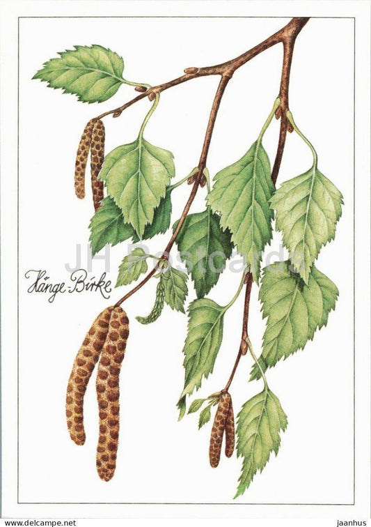 Silver birch - Betula pendula - medicinal plant botanical illustration - 1980s - Germany - DDR - unused - JH Postcards