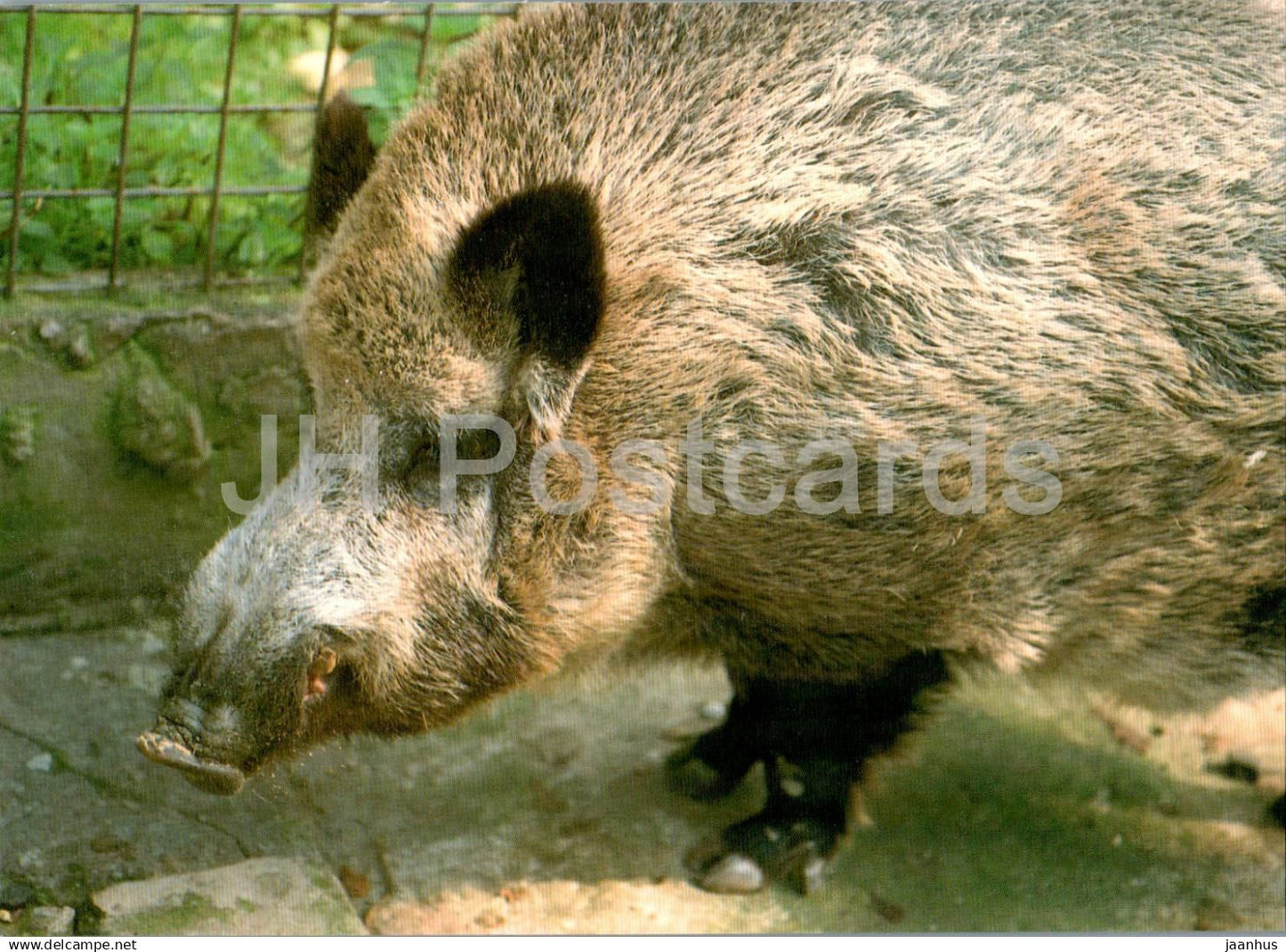 Wild boar - Sus scrofa - animals - Russia USSR - unused - JH Postcards