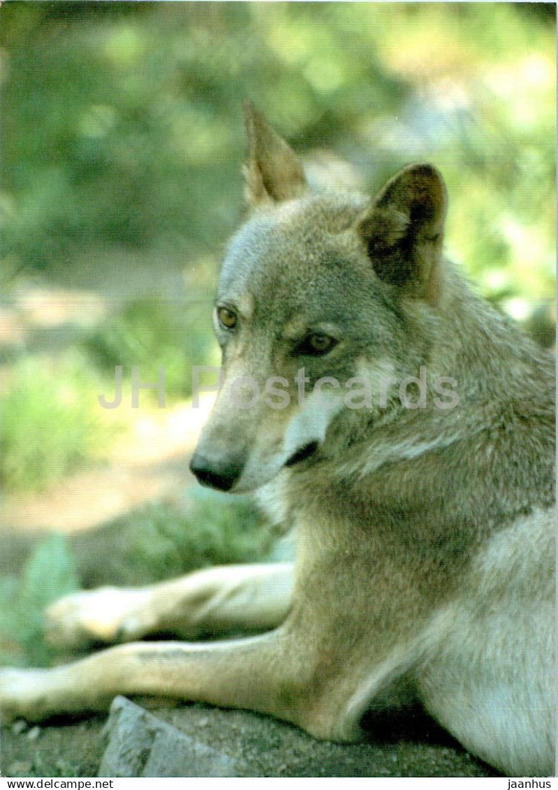 Wolf - Canis lupus - animals - Russia USSR - unused - JH Postcards