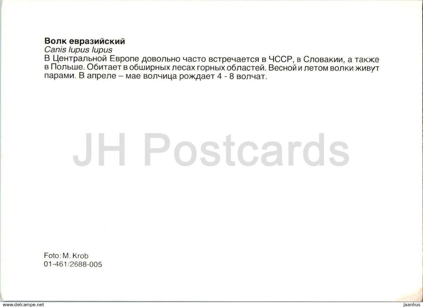 Loup - Canis lupus - animaux - Russie URSS - non utilisé 