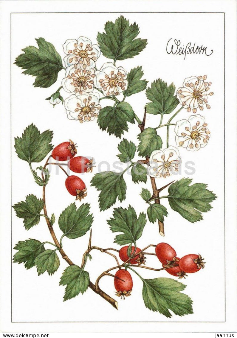 Hawthorn - Crataegus  - medicinal plant botanical illustration - 1980s - Germany - DDR - unused - JH Postcards