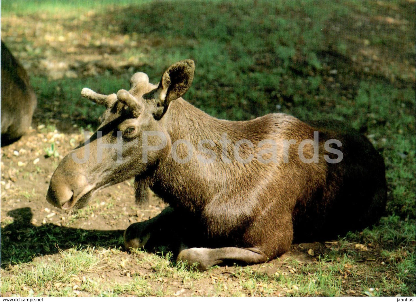 Moose - Elk - Alces alces - animals - Russia USSR - unused - JH Postcards