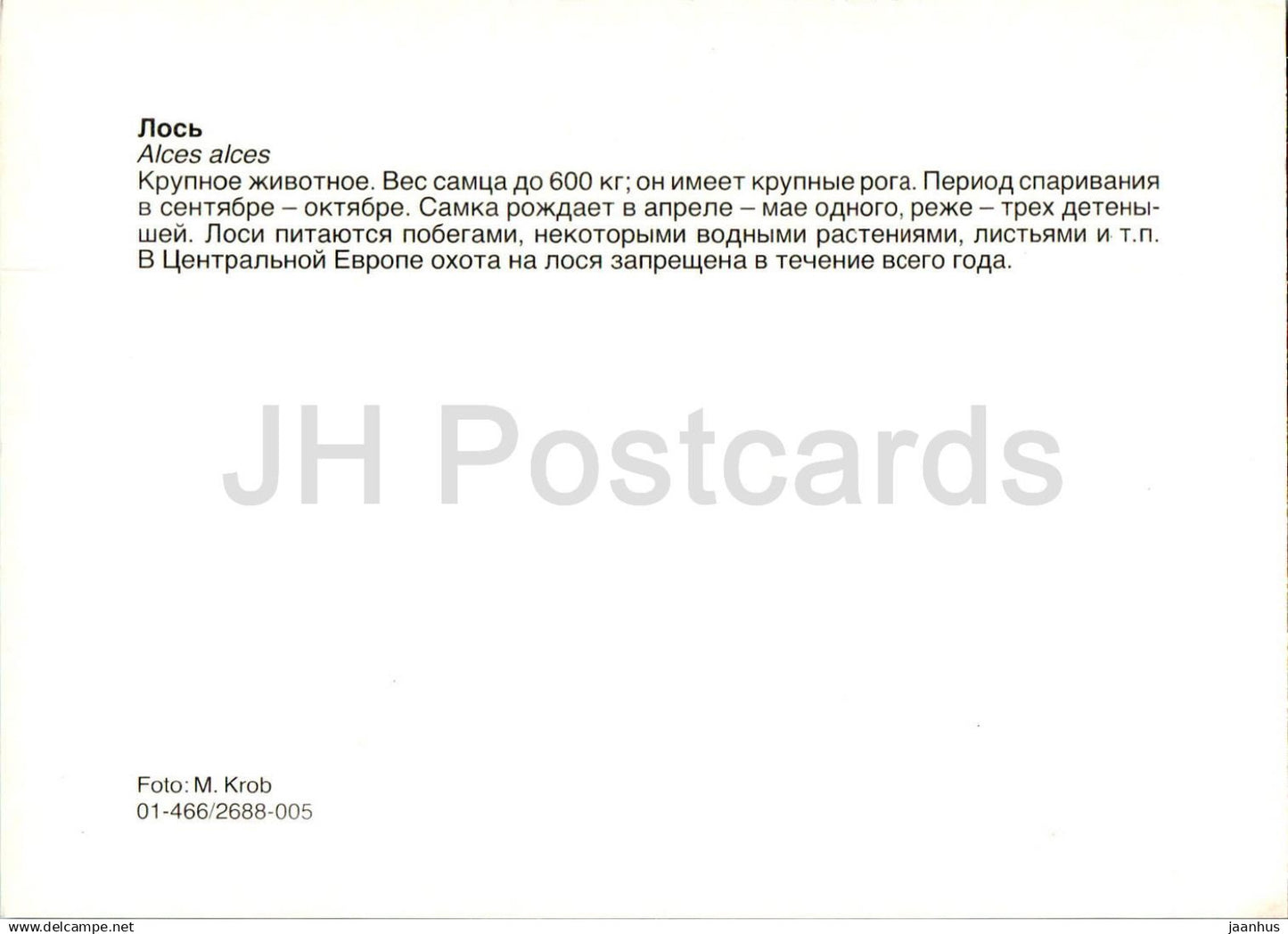 Élan - Wapiti - Alces alces - animaux - Russie URSS - non utilisé 