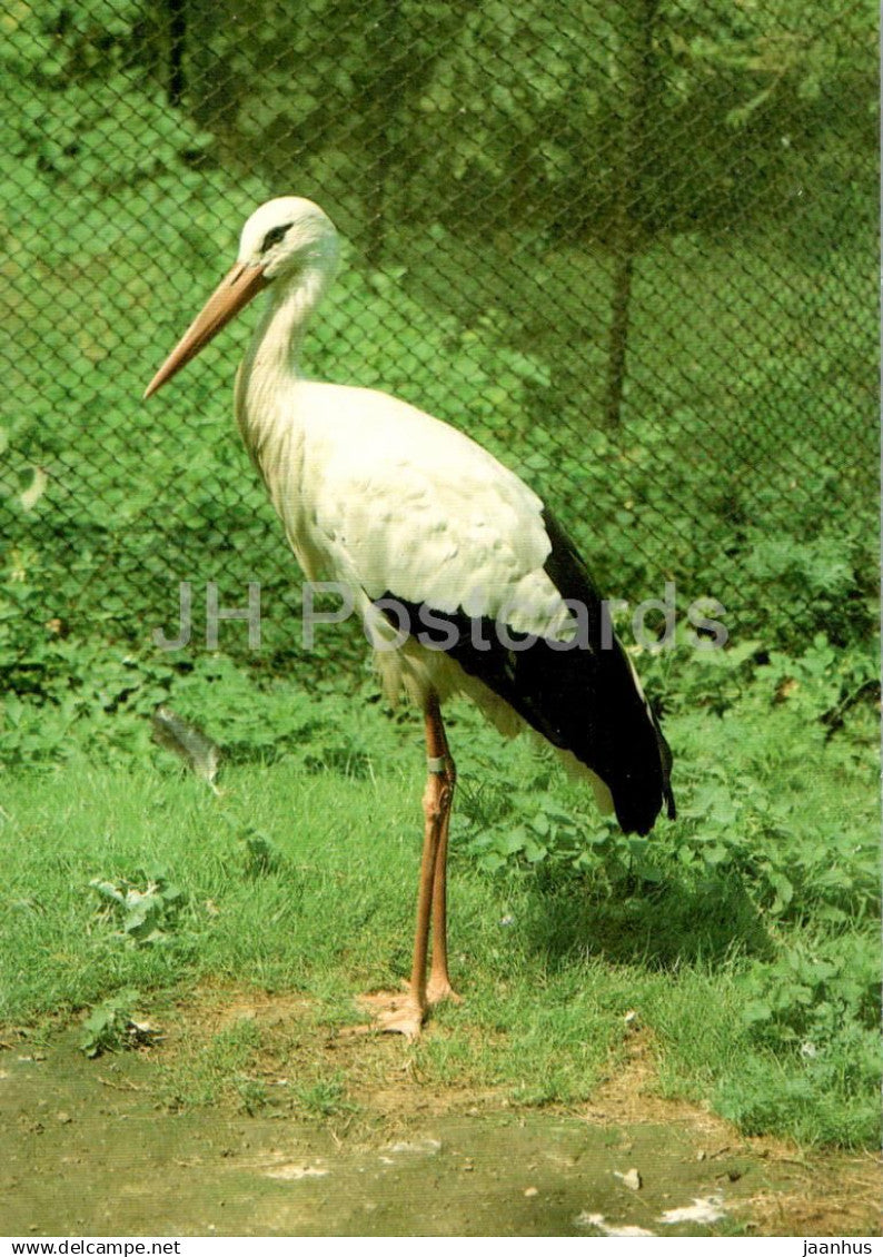 White stork - Ciconia ciconia - birds - animals - Russia USSR - unused - JH Postcards