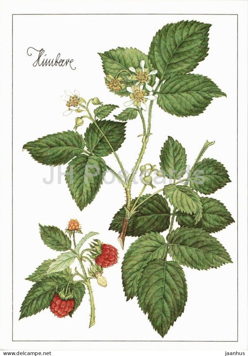 Raspberry - Rubus - medicinal plant botanical illustration - 1980s - Germany - DDR - unused - JH Postcards