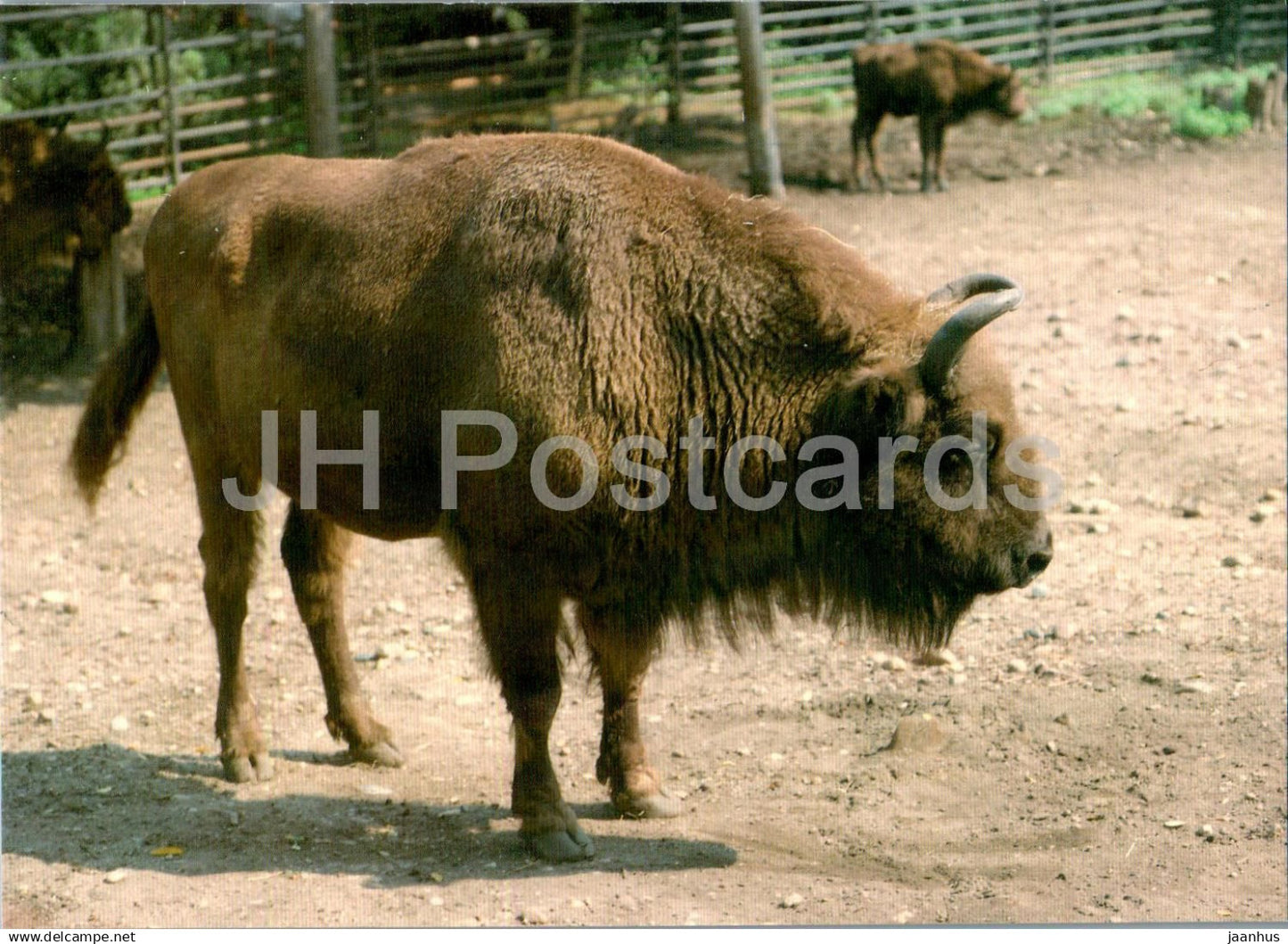 European bison - Bison bonasus - animals - Russia USSR - unused - JH Postcards
