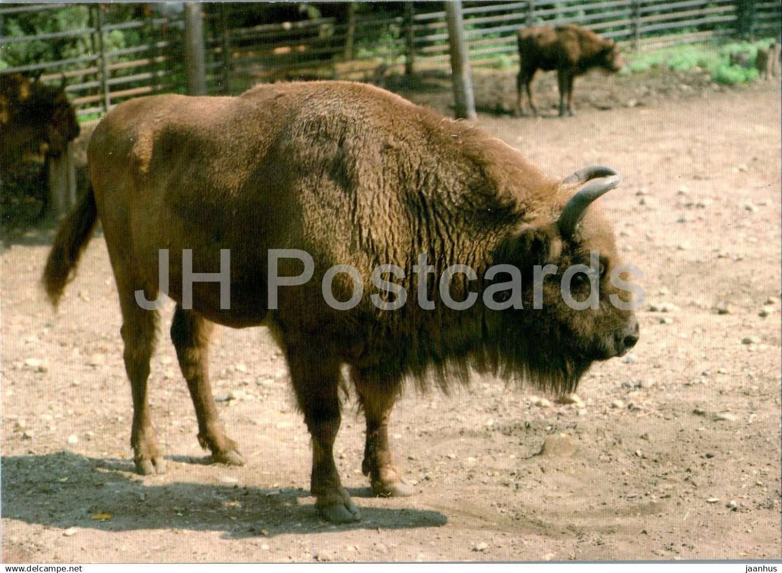 European bison - Bison bonasus - animals - Russia USSR - unused - JH Postcards
