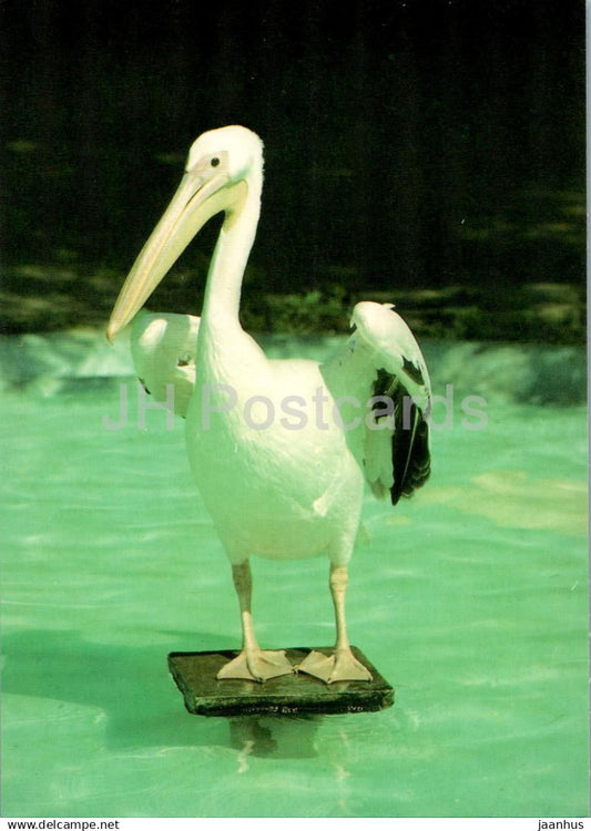 Great white pelican - Pelecanus onocrotalus - birds - animals - Russia USSR - unused - JH Postcards