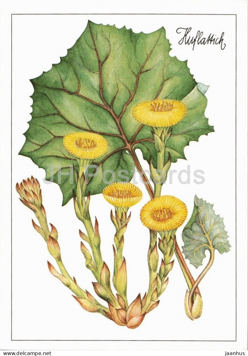 Coltsfoot - Tussilago - medicinal plant botanical illustration - 1980s - Germany - DDR - unused - JH Postcards