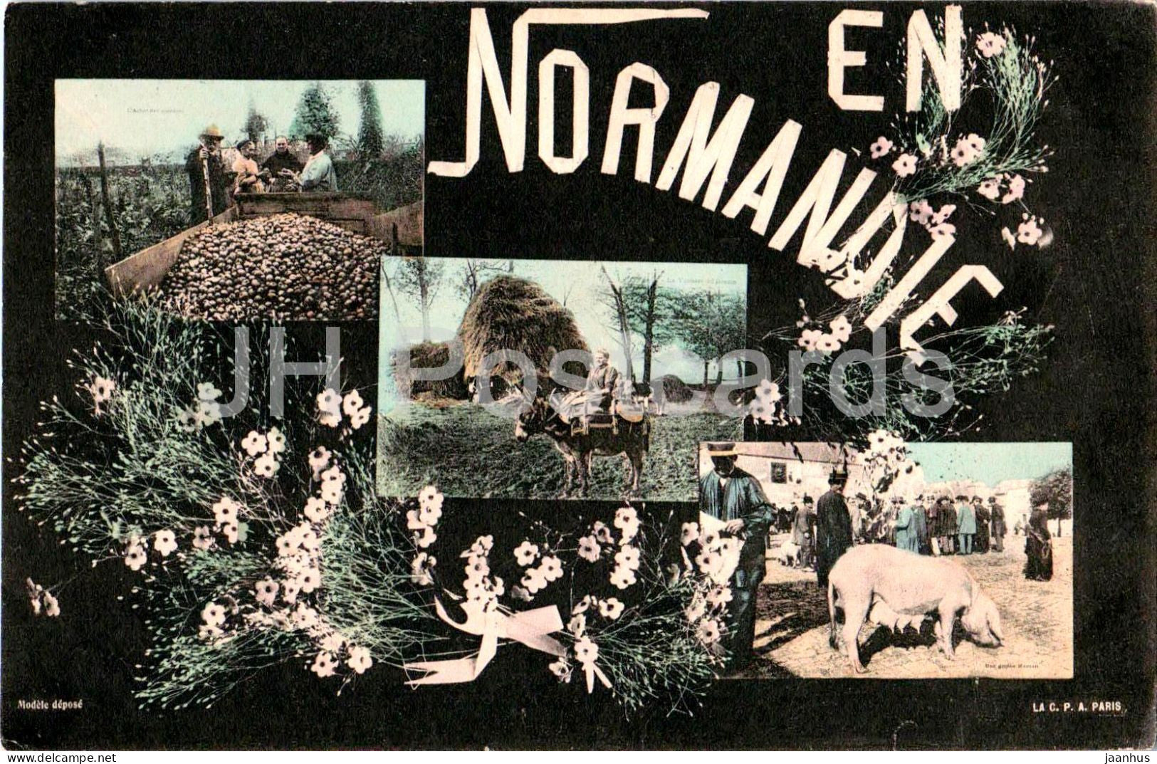 En Normandie - Normandy - agriculture - potatoes - rural life - animals - donkey - pig - old postcard - France - unused - JH Postcards