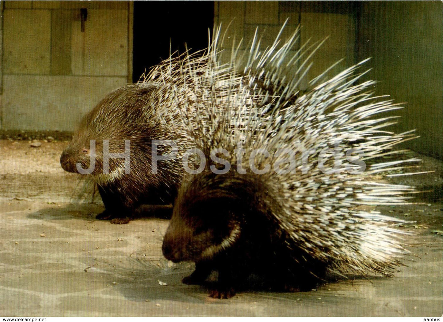 Crested porcupine - Hystrix cristata - animals - Russia USSR - unused - JH Postcards