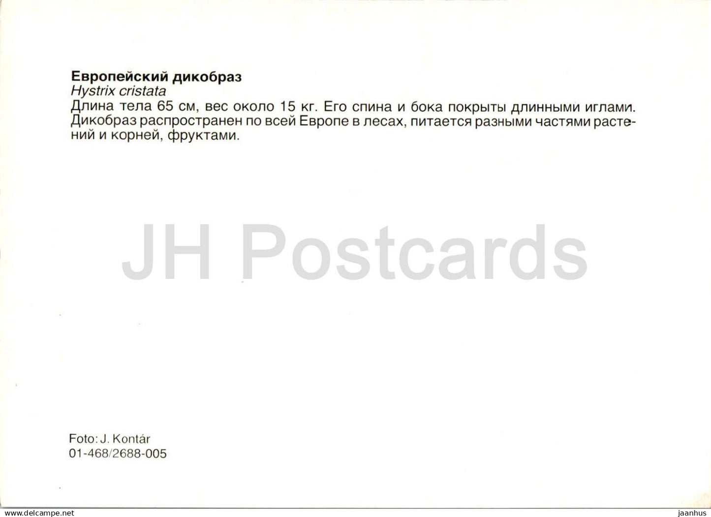 Porc-épic à crête - Hystrix cristata - animaux - Russie URSS - non utilisé 