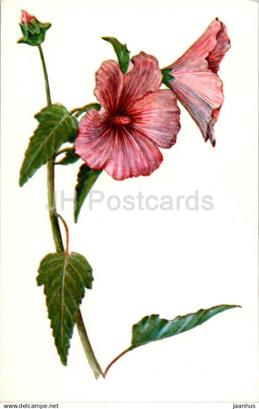 illustration by A. Shipilenko - Mallow - flowers - illustration - 1979 - Russia USSR - used - JH Postcards