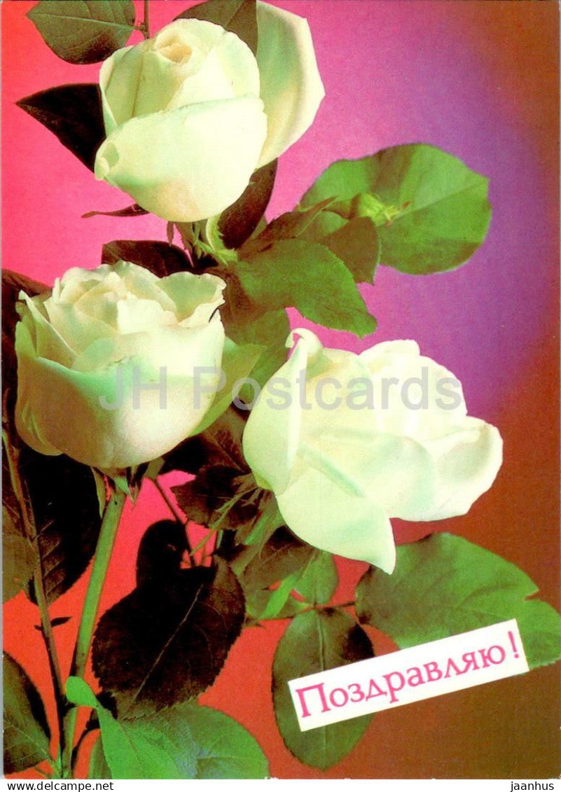 Birthday Greeting Card - White Roses - flowers - 1988 - Russia USSR - used - JH Postcards