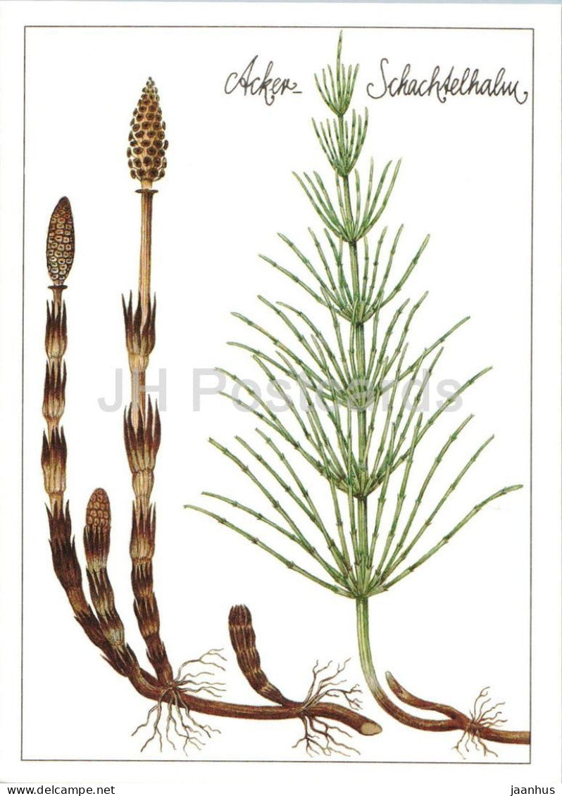 Field horsetail - Equisetum arvense - medicinal plant botanical illustration - 1980s - Germany - DDR - unused - JH Postcards
