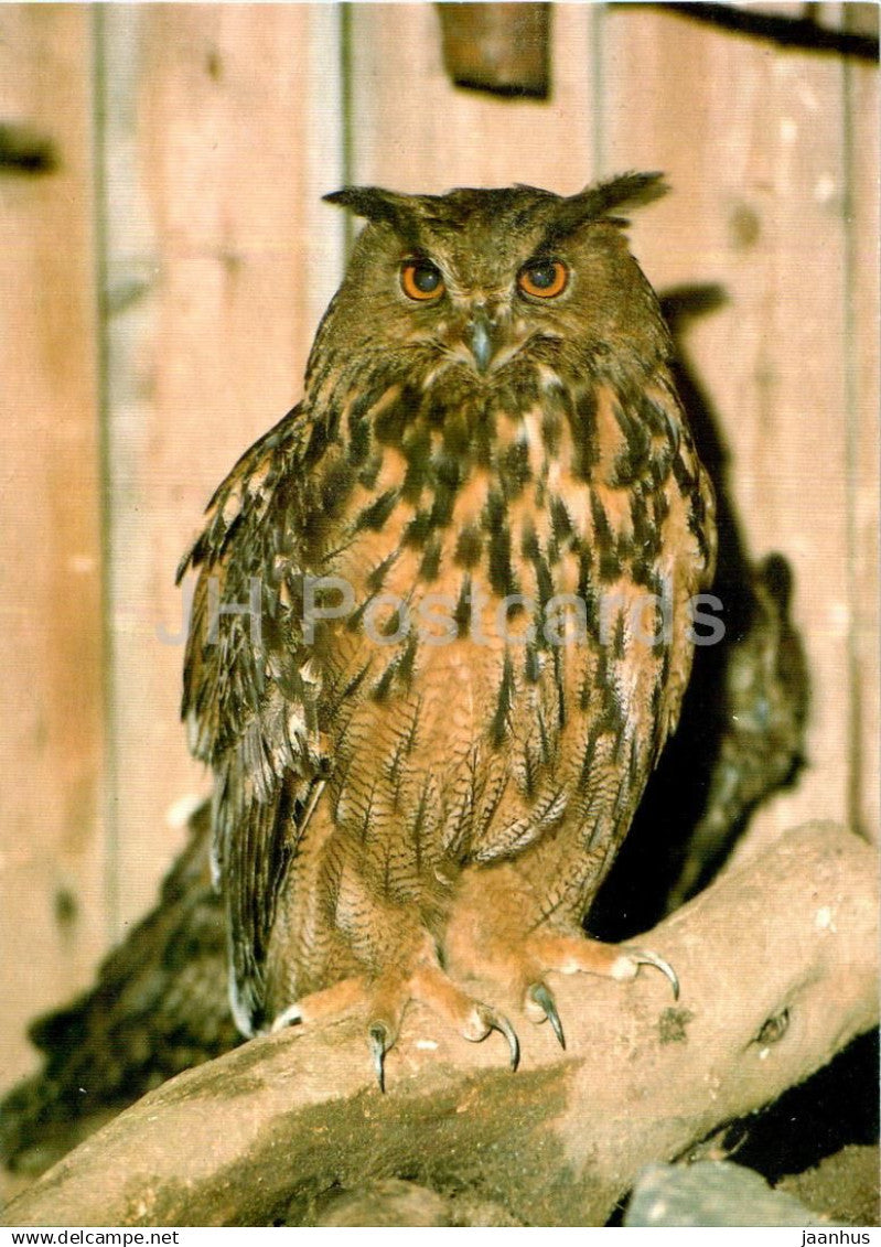 Eurasian eagle-owl - Bubo bubo - birds - animals - Russia USSR - unused - JH Postcards