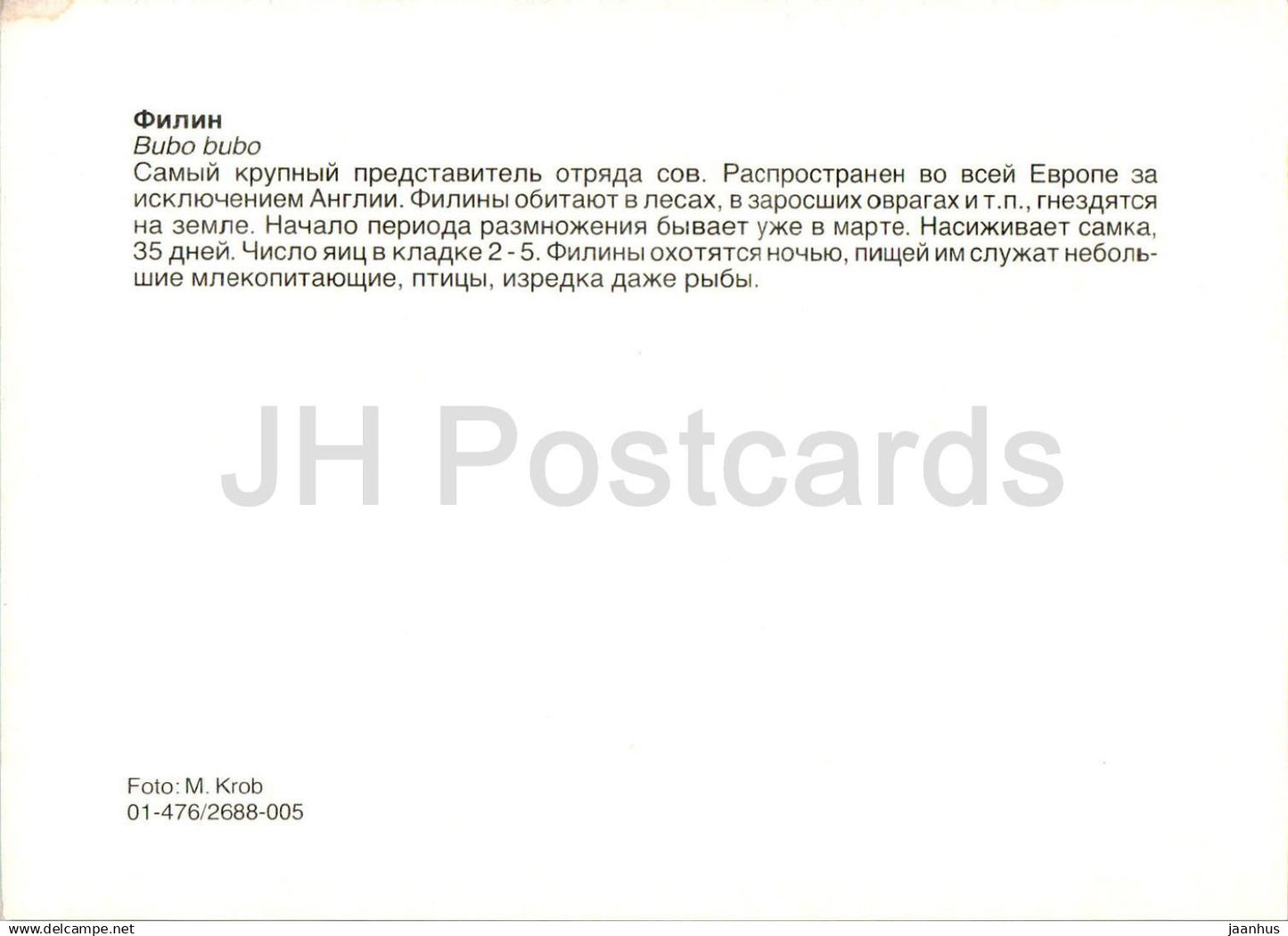 Eurasian eagle-owl - Bubo bubo - birds - animals - Russia USSR - unused