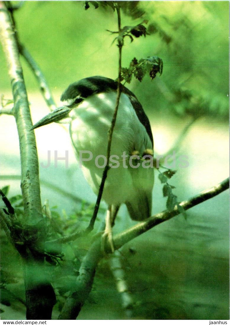 Black-crowned night heron - Nycticorax nycticorax - birds - animals - Russia USSR - unused - JH Postcards