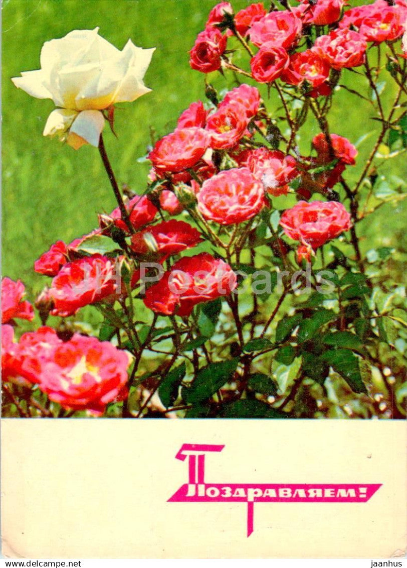 Birthday Greeting Card - Red and White Roses - Flowers - postal stationery - 1968 - Russia USSR - used - JH Postcards